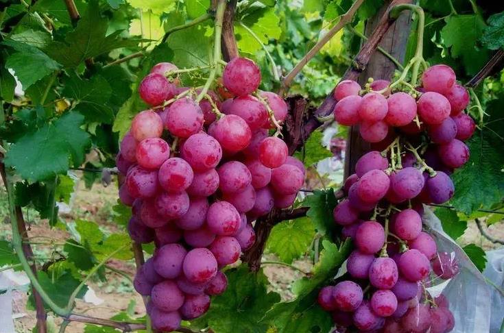常见的葡萄品种