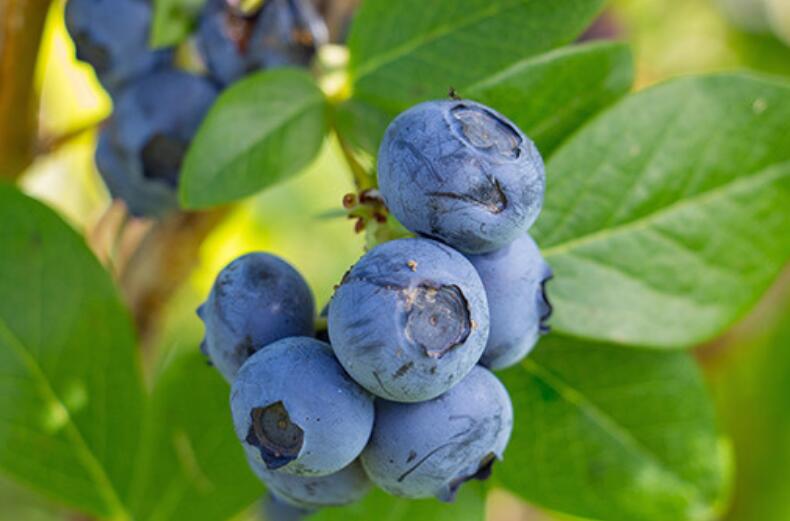 蓝莓的栽培