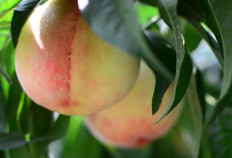 桃子有哪些品种？