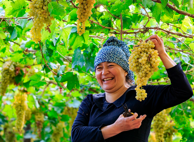 新疆吐鲁番的葡萄品种有哪些？