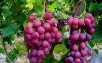 常见的葡萄品种