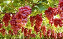 目前最好的葡萄品种排名？哪种品种好吃？