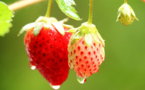 草莓有哪些品种？