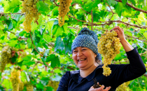 新疆吐鲁番的葡萄品种有哪些？