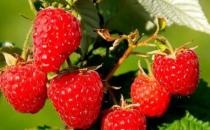 红树莓的生境习性