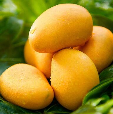 芒果是什么季节的水果 芒果的功效与作用禁忌