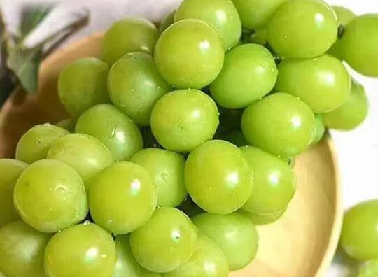 葡萄是热性还是凉性 葡萄的功效与作用 葡萄是什么季节水果