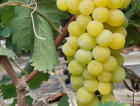 葡萄品种有哪些 常见的15个葡萄品种