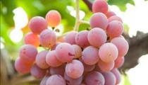 葡萄品种有哪些 常见的15个葡萄品种