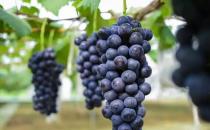 葡萄是热性还是凉性 葡萄的功效与作用 葡萄是什么季节水果